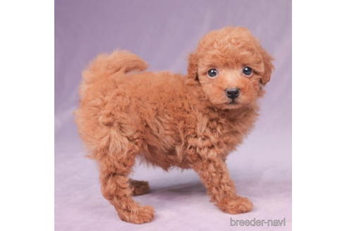 成約済の東京都のタイニープードル-194623の5枚目